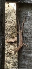 Anolis gaigei