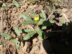 Camissoniopsis intermedia