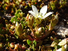 Gentianella filipes