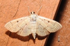 Herpetogramma fluctuosalis