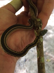 Erythrolamprus melanotus