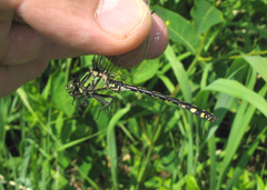 Ophiogomphus anomalus