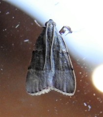 Basacallis tarachodes