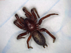Gnaphosa muscorum