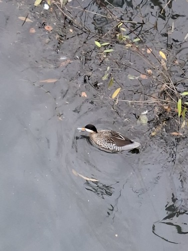 Silver Teal