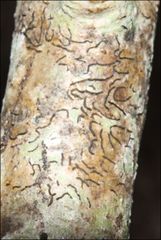 Halegrapha mucronata