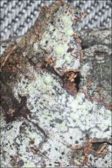 Pertusaria pertractata