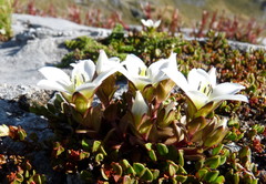 Gentianella filipes