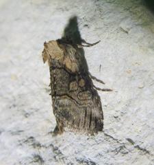 Abrostola microvalis