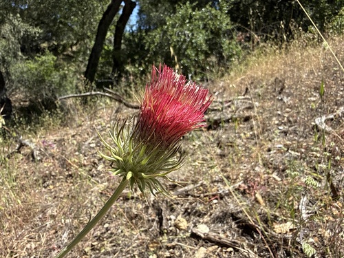 iNaturalist observation photo of Venus Thistle
