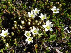 Gentianella filipes