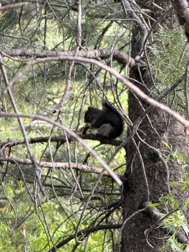 iNaturalist observation photo of Douglas's Squirrel
