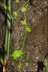 Ranunculus pumilio
