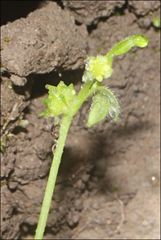 Ranunculus pumilio