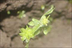 Ranunculus pumilio