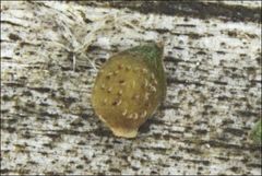 Ranunculus pumilio