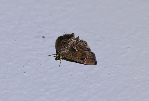 Spotted Beet Webworm Moth