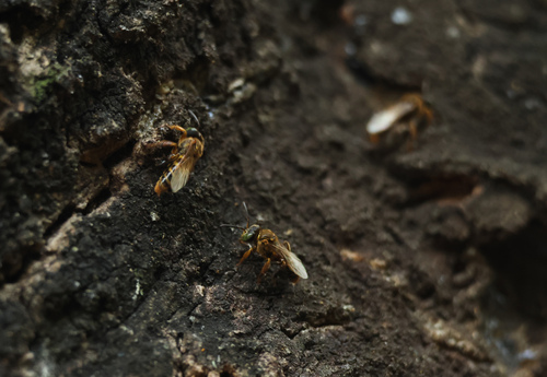 Clavate-legged Stingless Bee
