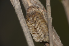Mantidae