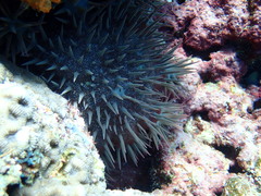 Acanthaster