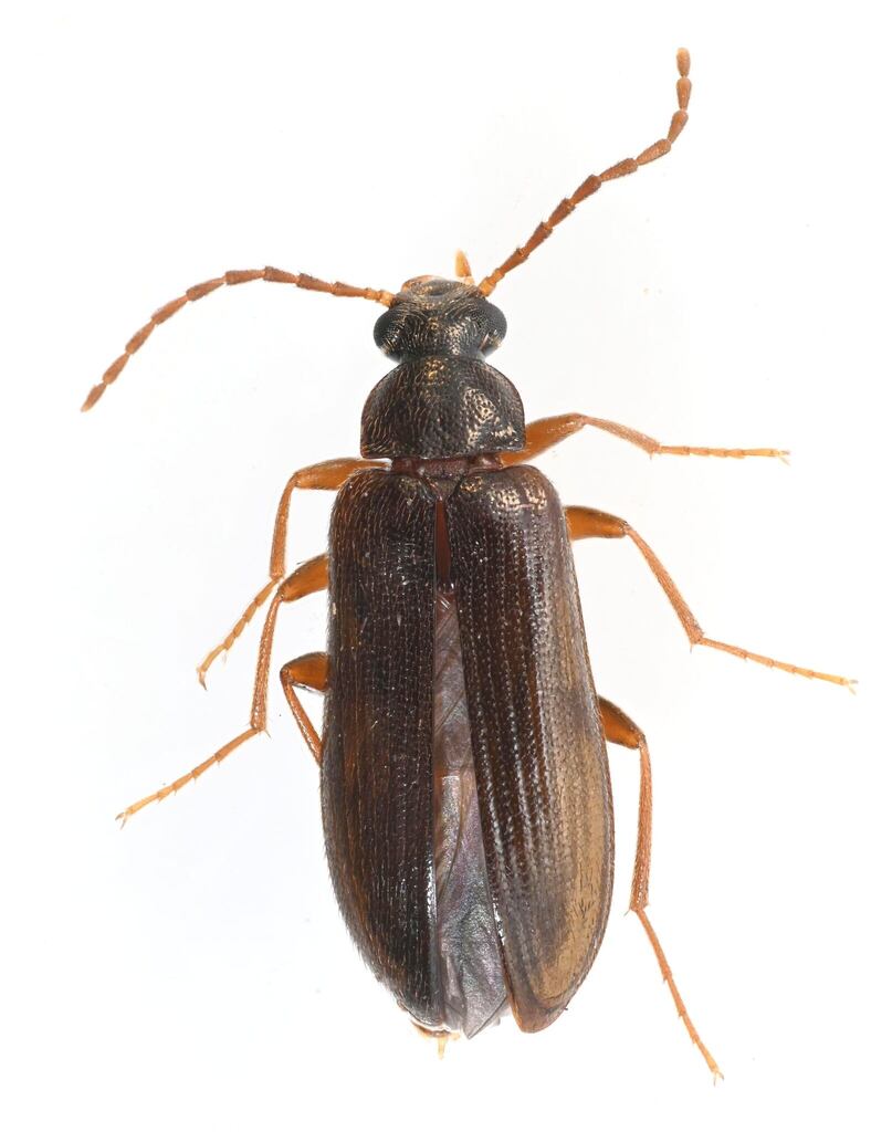 Mycetochara procera