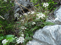 Gingidia haematitica
