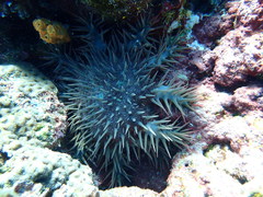 Acanthaster
