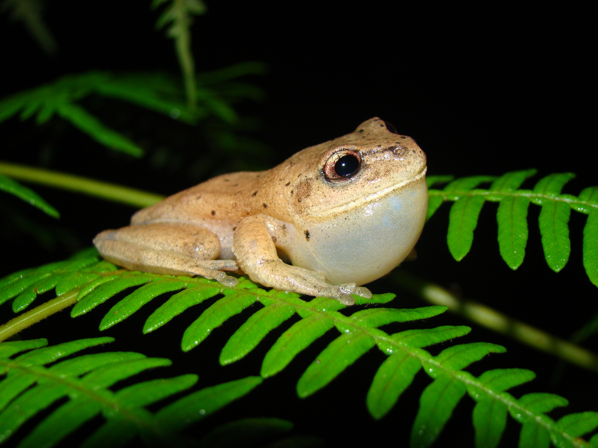 Aplastodiscus cochranae (Mertens, 1952)