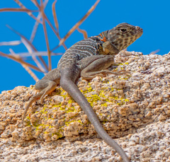 Crotaphytus vestigium