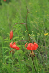 Lilium pumilum