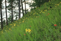 Lilium pumilum