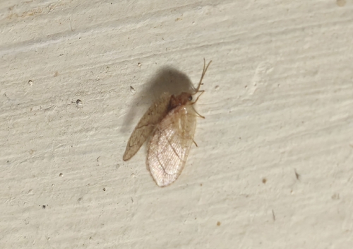 Crisopa parda