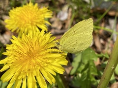 Eurema mandarina