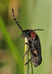 Ditemnus bidentatus