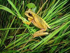 Boana bischoffi
