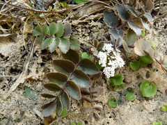 Gingidia haematitica