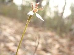 Eriochilus collinus
