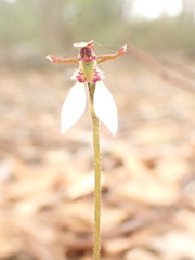 Eriochilus collinus