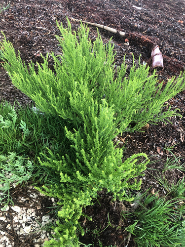 Suaeda linearis, photograph 6