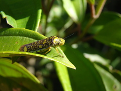 Aulacizes conspersa