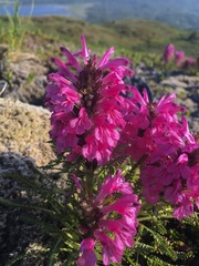 Pedicularis lanata