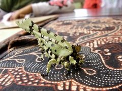 Trachyzulpha fruhstorferi