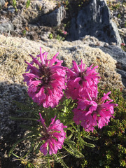 Pedicularis lanata
