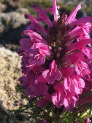 Pedicularis lanata