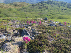Pedicularis lanata