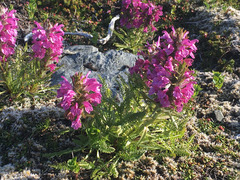 Pedicularis lanata