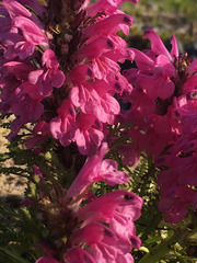 Pedicularis lanata