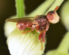 Myopa clausa