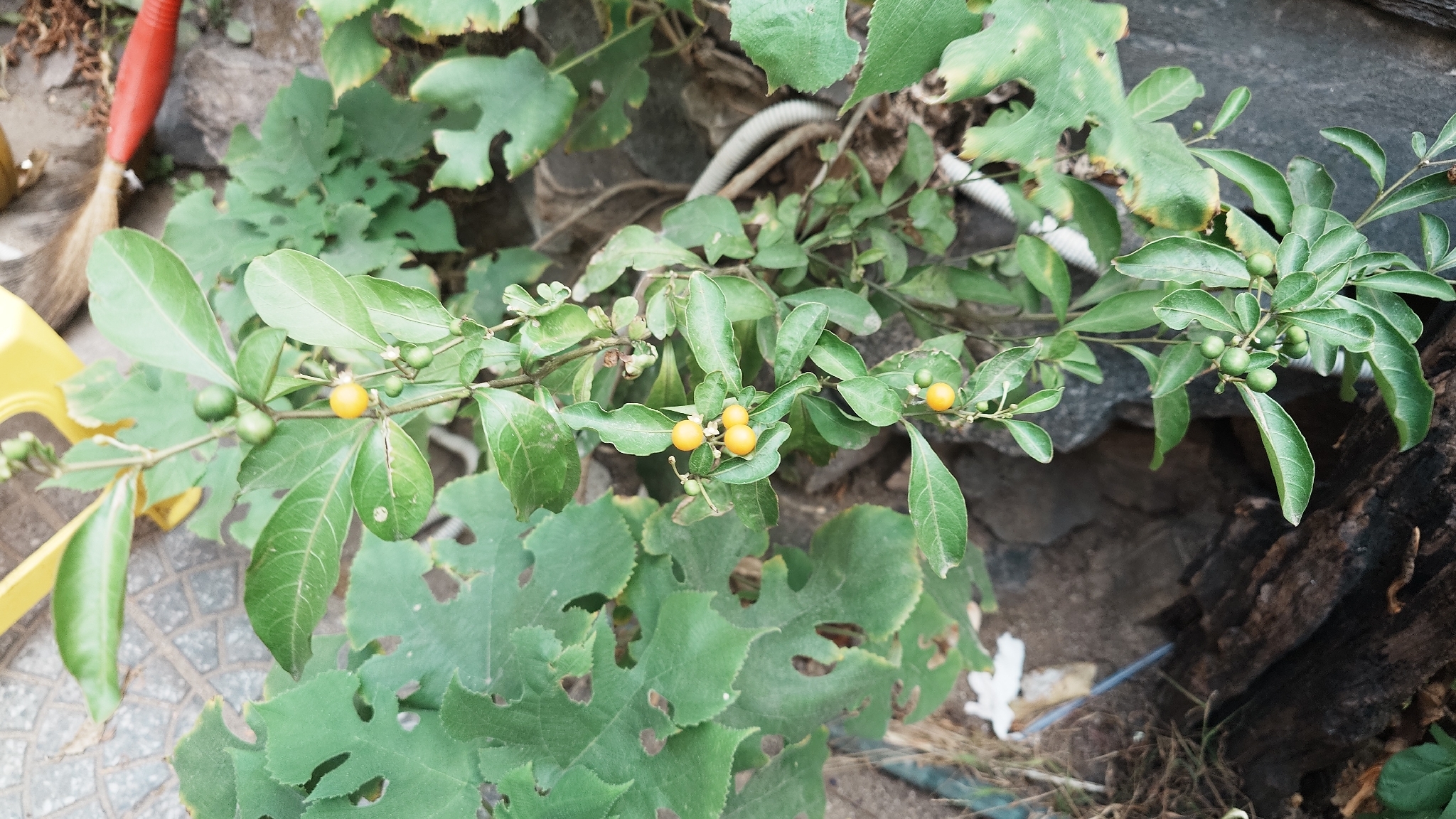 Solanum diphyllum — ảnh 2