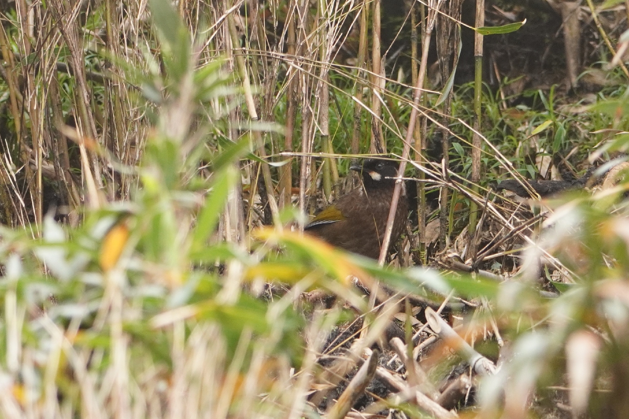 Black-faced Laughingthrush (Trochalopteron affine), photo 4